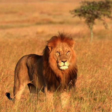 Wildlife Safari  - Kenya - Shakthi Tours & Travels, Chennai